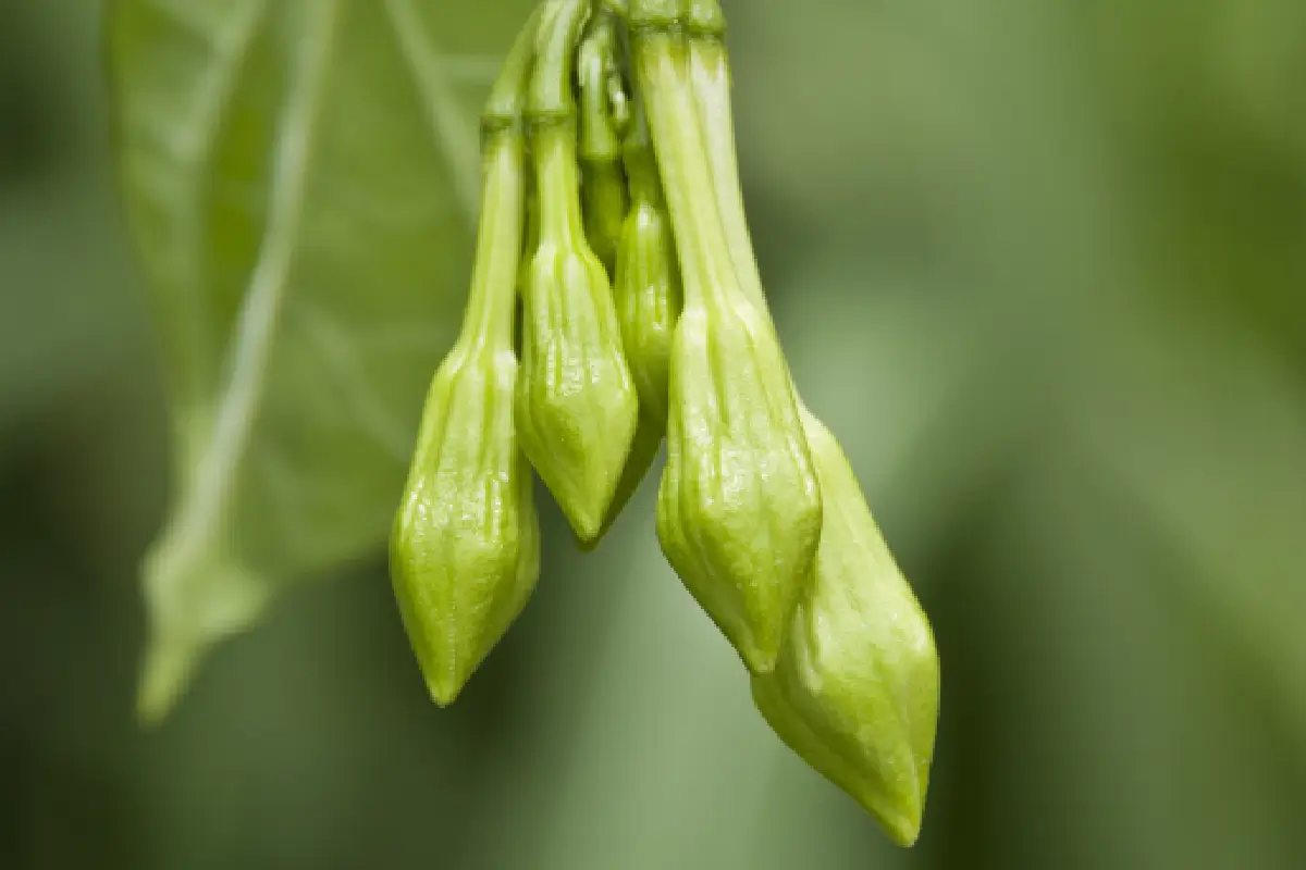 Loroco: Health Benefits and Recipes for Your Diet